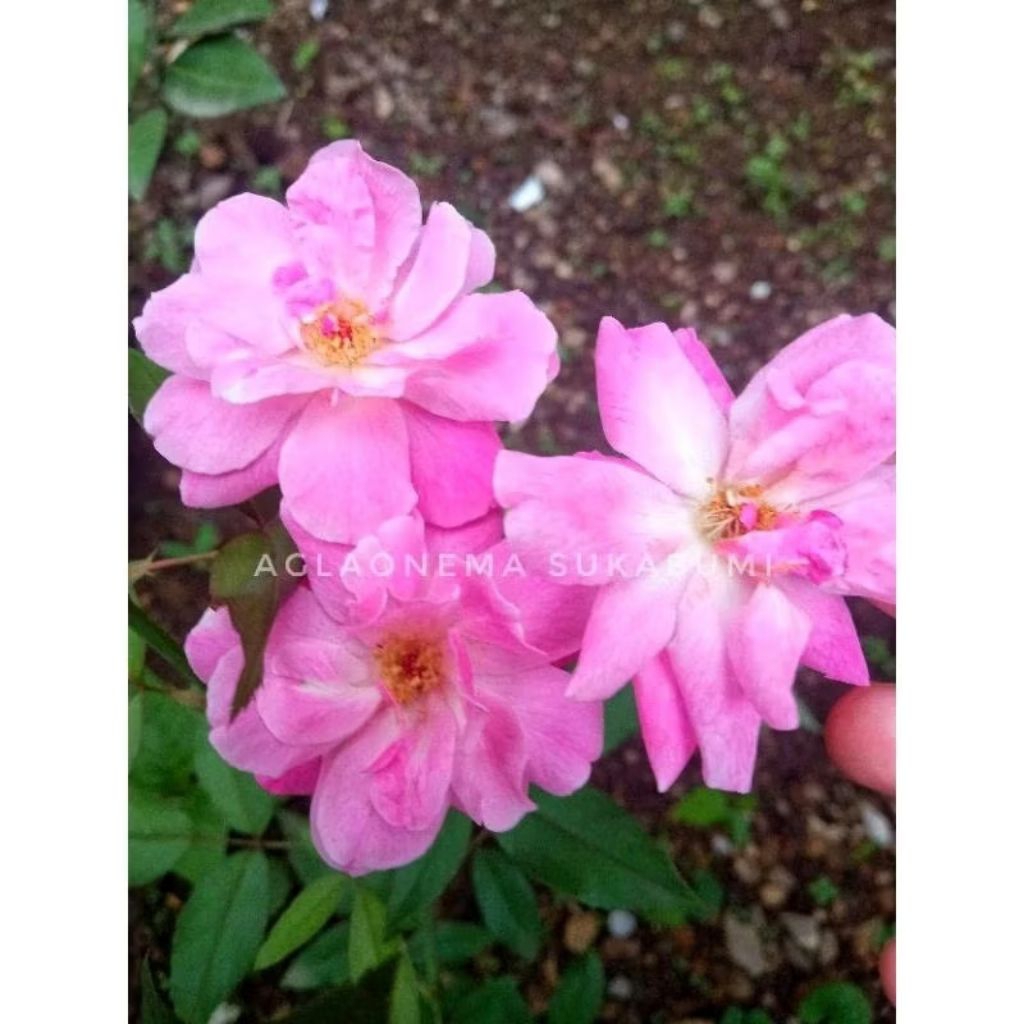 mawar ownroot old blush *oldrose ( soft pink + wangi tipis) induk