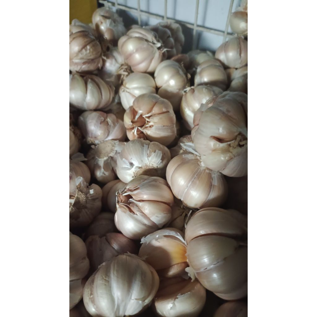 

bawang putih sinco 500gr