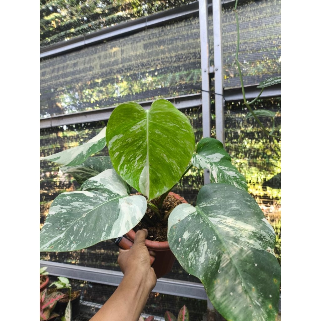Monstera Variegata Marble