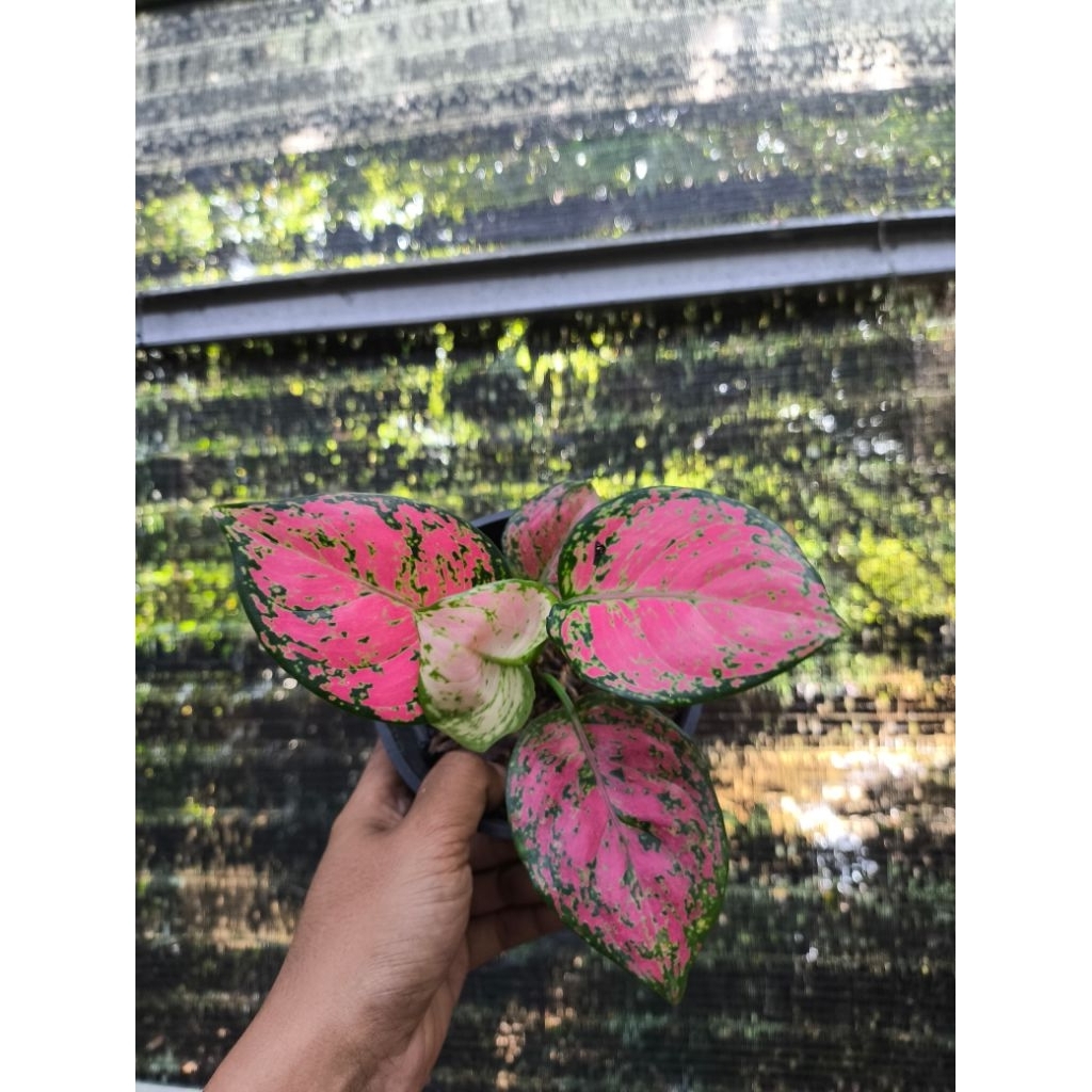 Aglaonema Red Anjamani