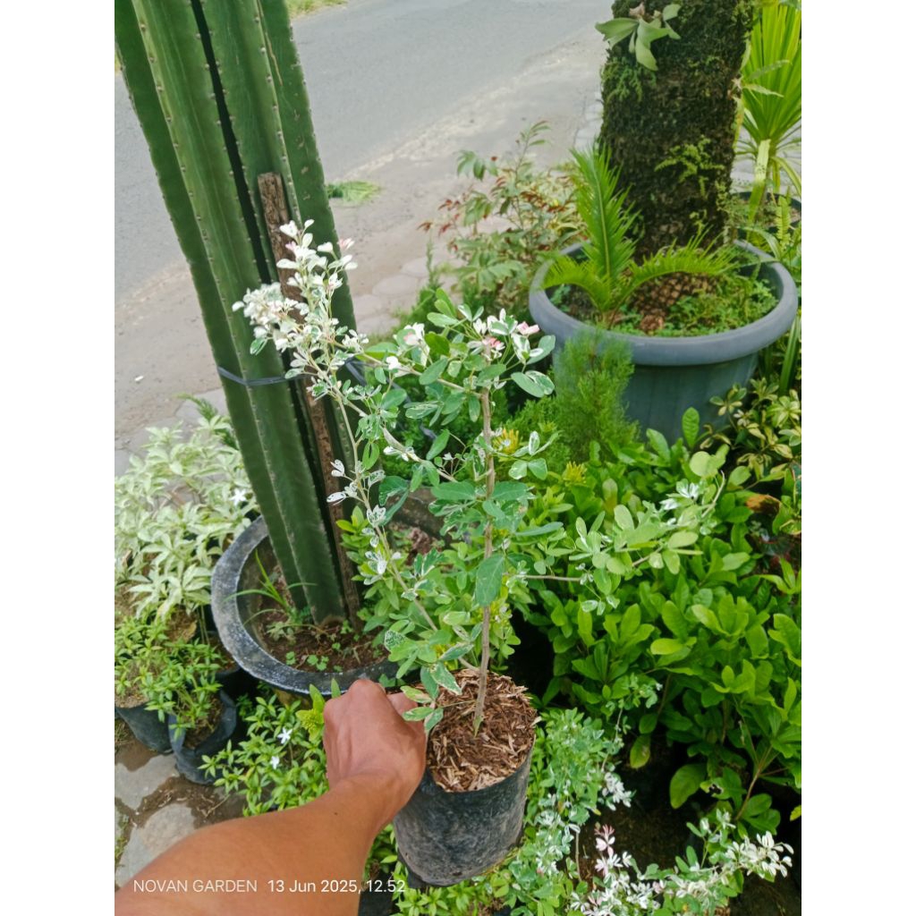 Bibit Buah Asem Belanda atau Asem Londo | asem londo varigata  | asem belanda varigata | bahan bonsa