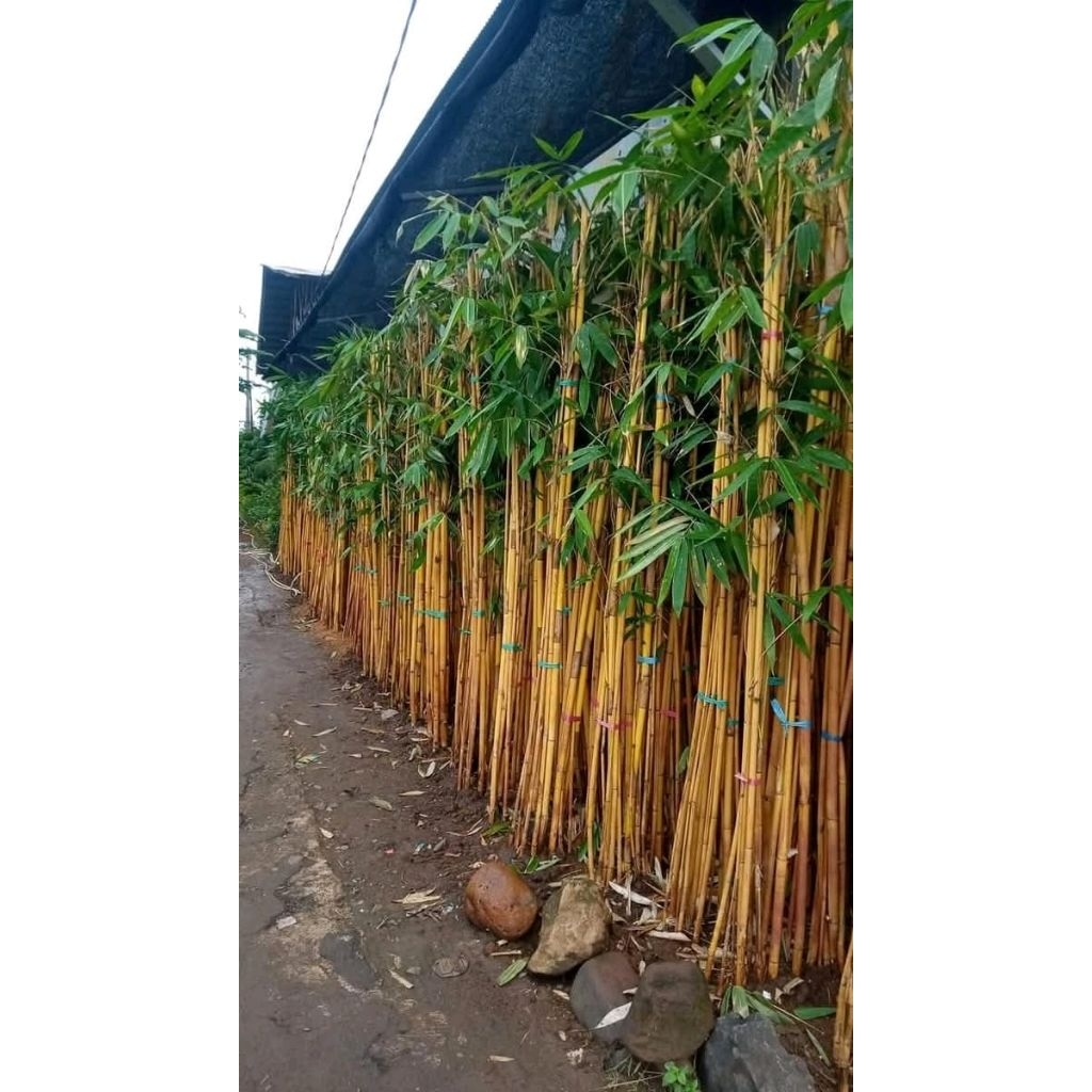 pohon bambu kuning/bambu panda rumpun isi 2_4  tingi 2_3meter