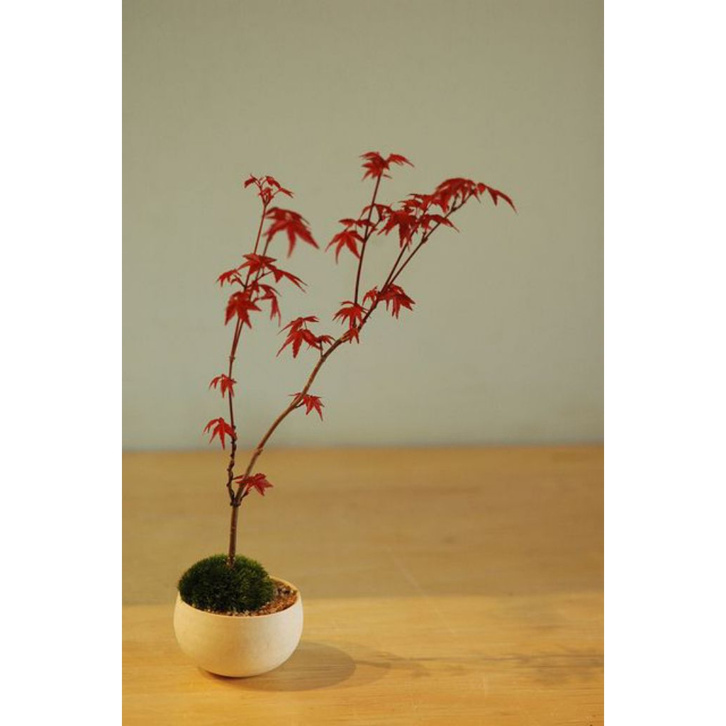 Tanaman Hias Bahan Bonsai Red Panama - Bonsai Red Panama - Red Maple Ekonomis