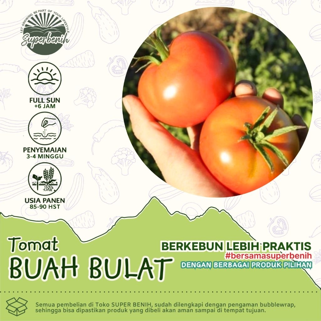 15 Biji - Benih TOMAT BUAH BULAT Jumbo - Tomat jumbo untuk ukuran tomat buah