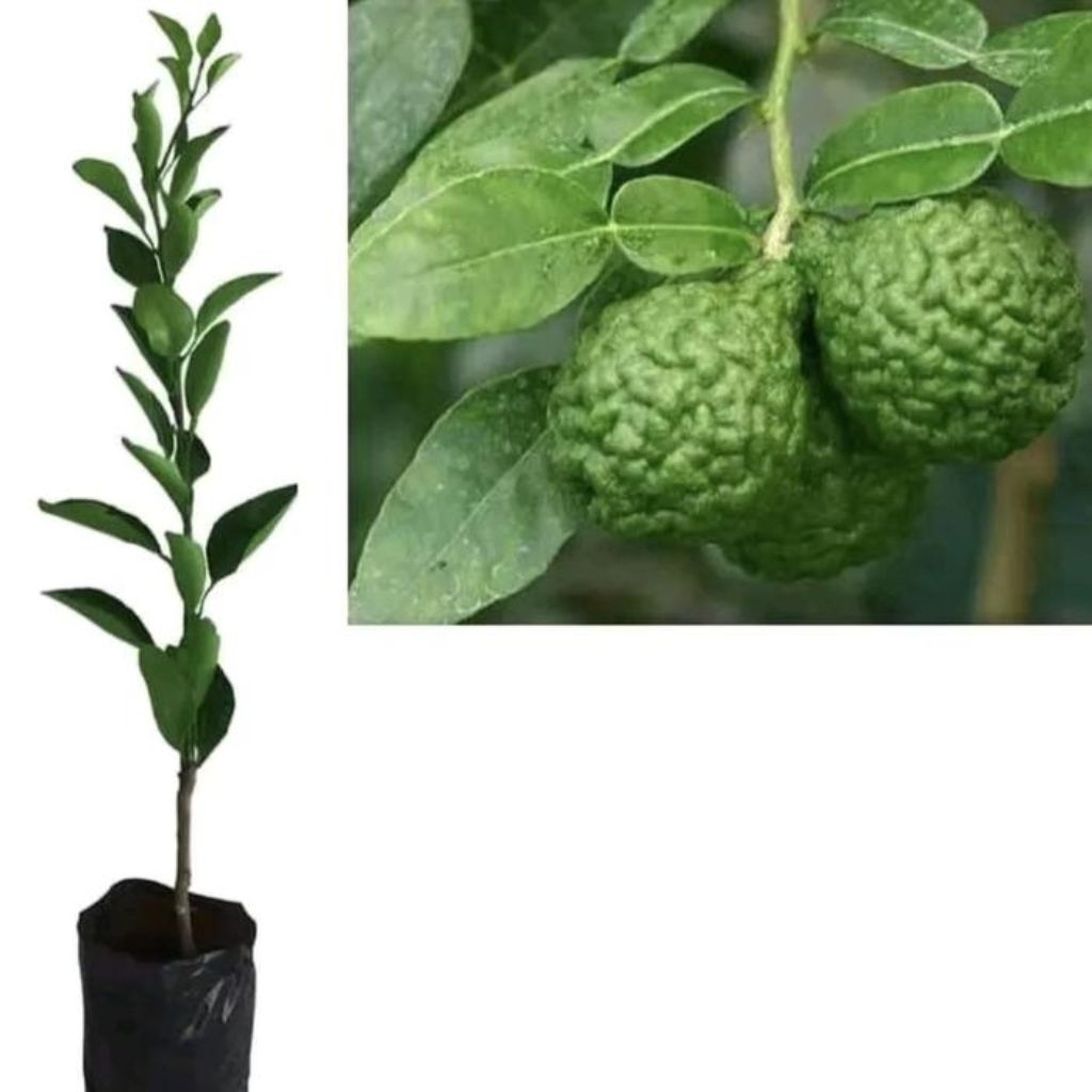 

Bibit Tanaman Buah Jeruk Purut