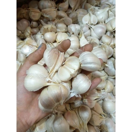 

Bawang Putih Fresh Berkualitas - Bawang Putih Fresh Murah Terdekat (pack 100gr)