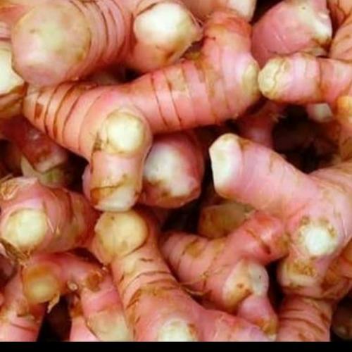 

Lengkuas Fresh - Lengkuas Segar Murah - Lengkuas Fresh Terdekat