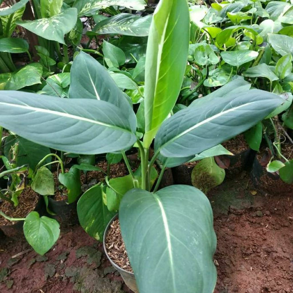 Aglonema hijau putih 4 daun