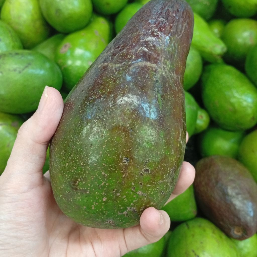

Alpukat Mentega 1kg Buah Alpukat