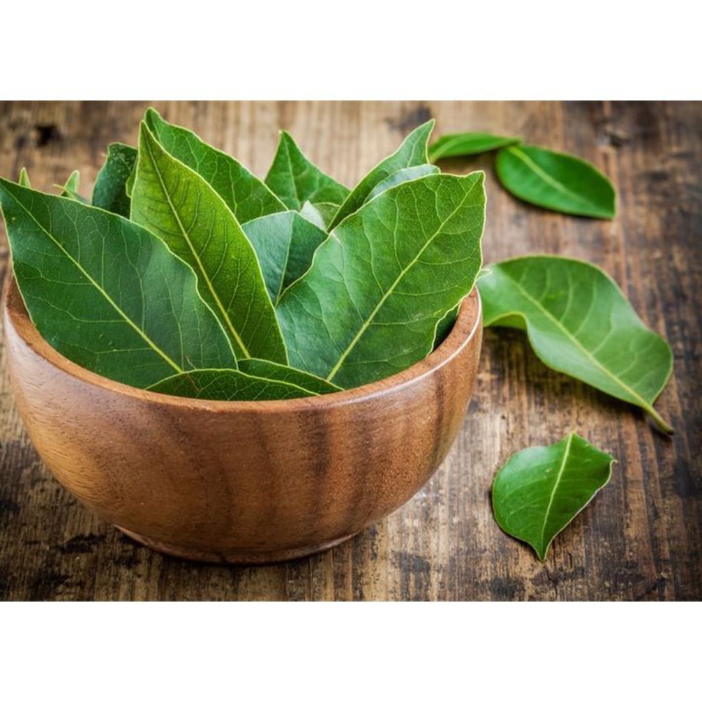 

Daun salam segar