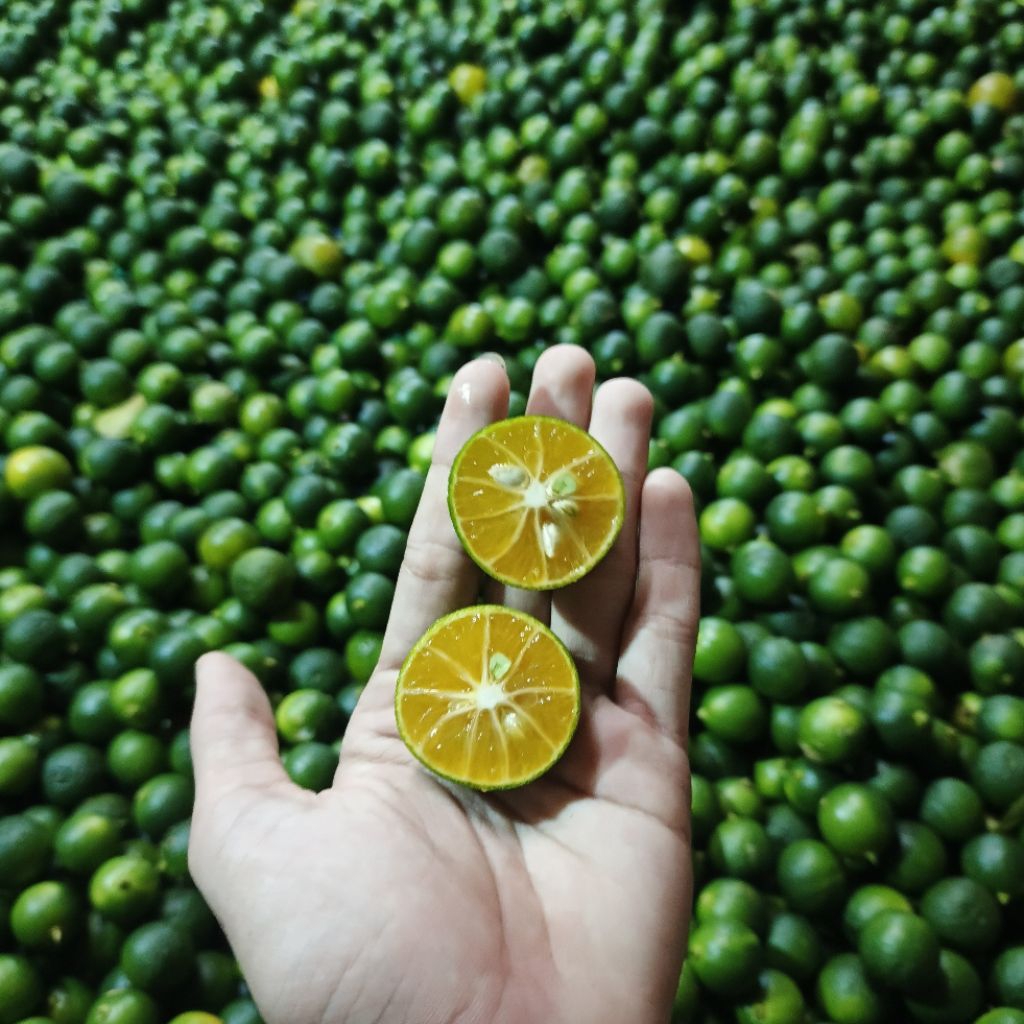

1KG JERUK SONGKIT/ KASTURI / LEMON CUI SEGAR