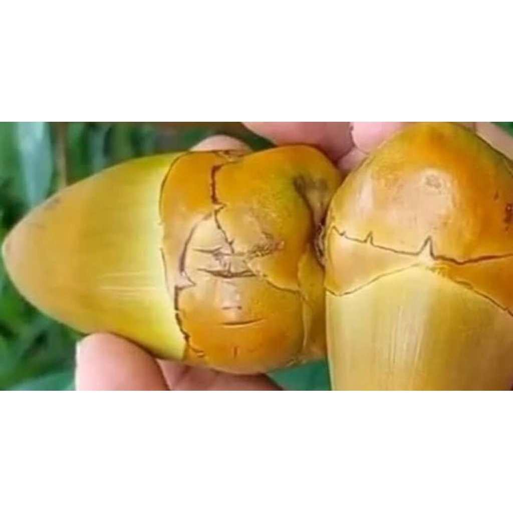 

tembuluk, beluluk, bluluk, kelapa muda kecil 1 biji