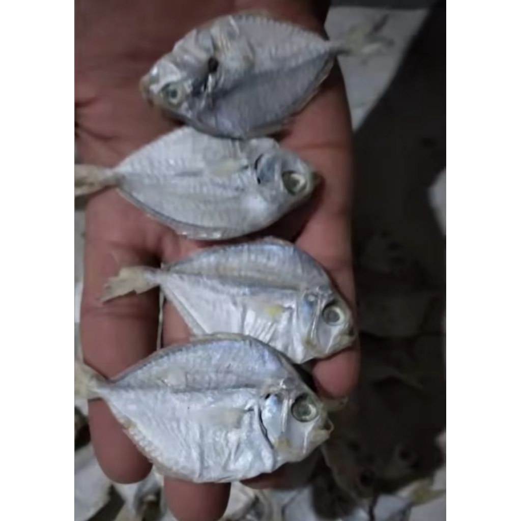 

ikan asin petek ikan asin kering hasil langsung dari pelaut, di olah dari bahan alami tanpa pengawet. harga 1kg, ukuran besar n sedang