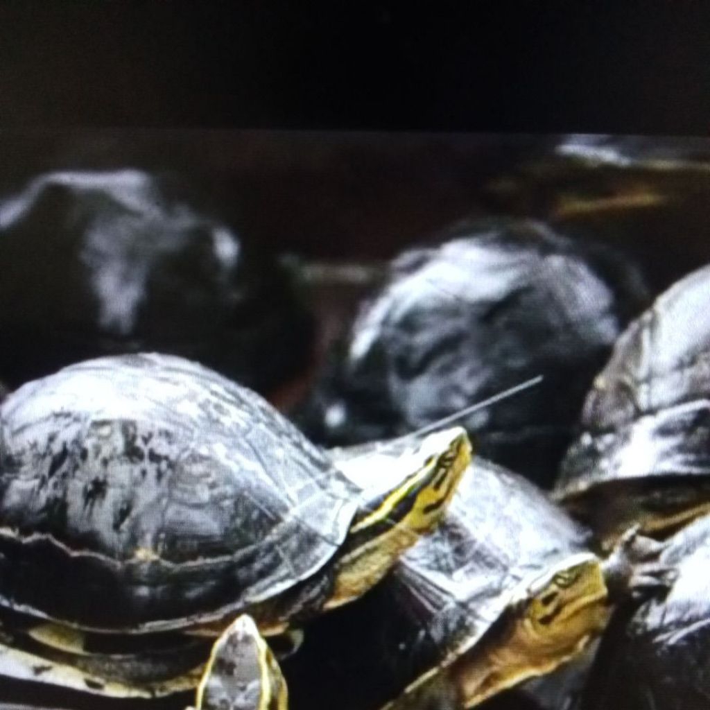 

KUROKURO AMBON FANGSEN 8-10CM