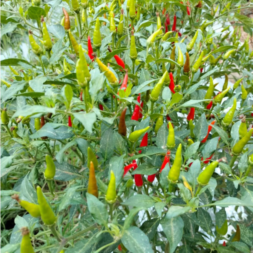 Bibit cabe rawit hijau cabe unggul