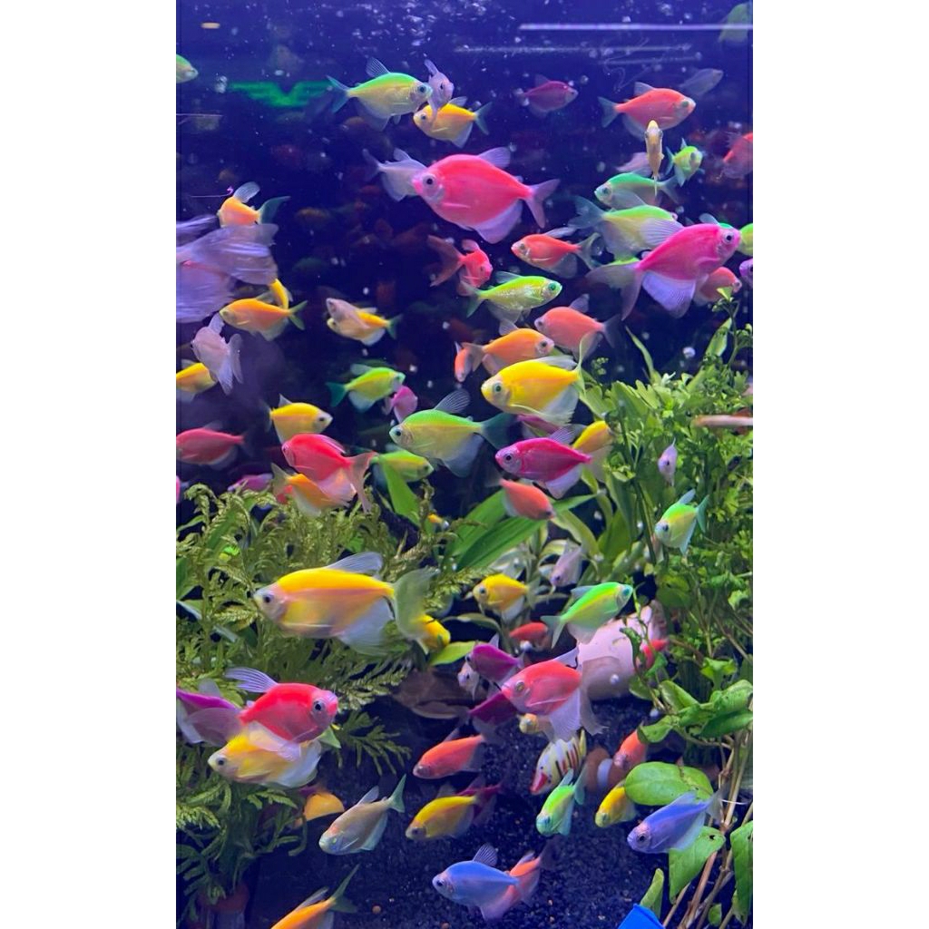Tetra glowfish hiasan aquarium seperti gambar