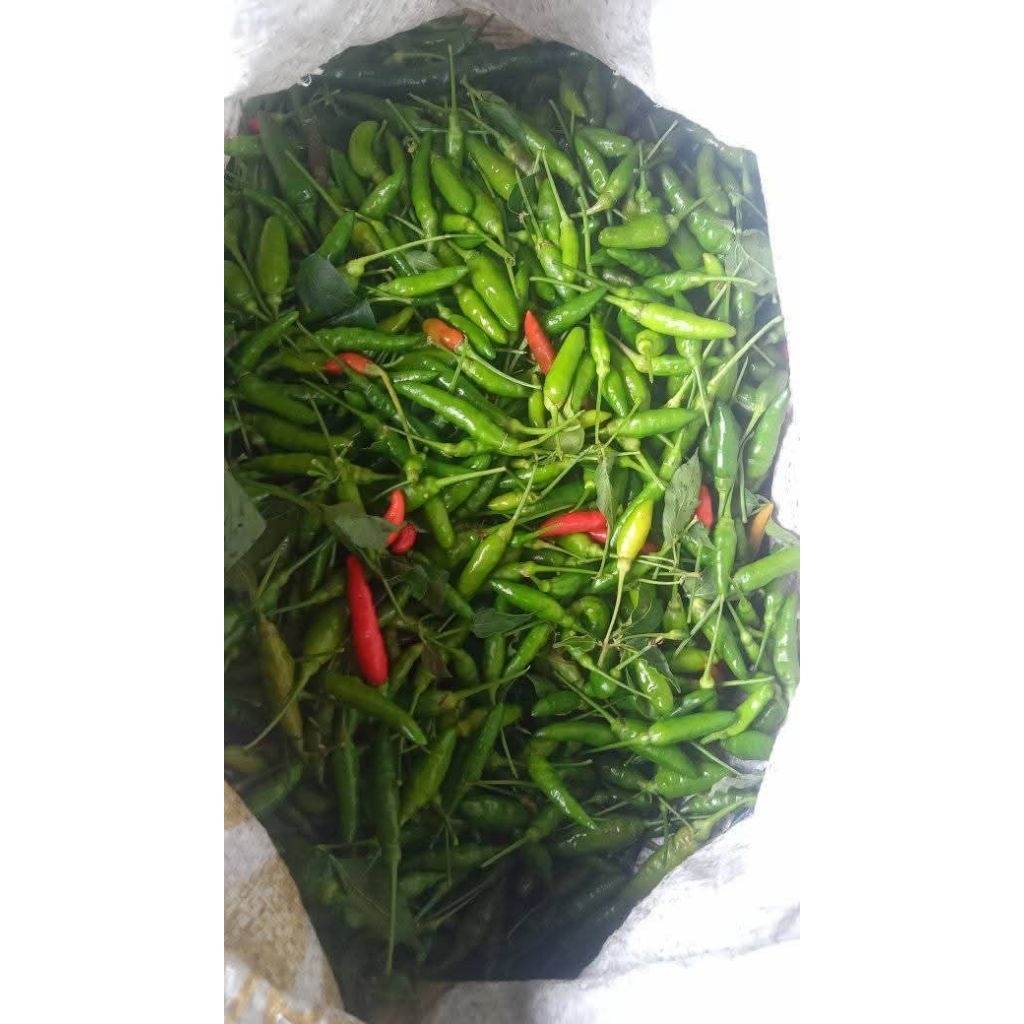 

Cabe Rawit Hijau Asli Dari Petani