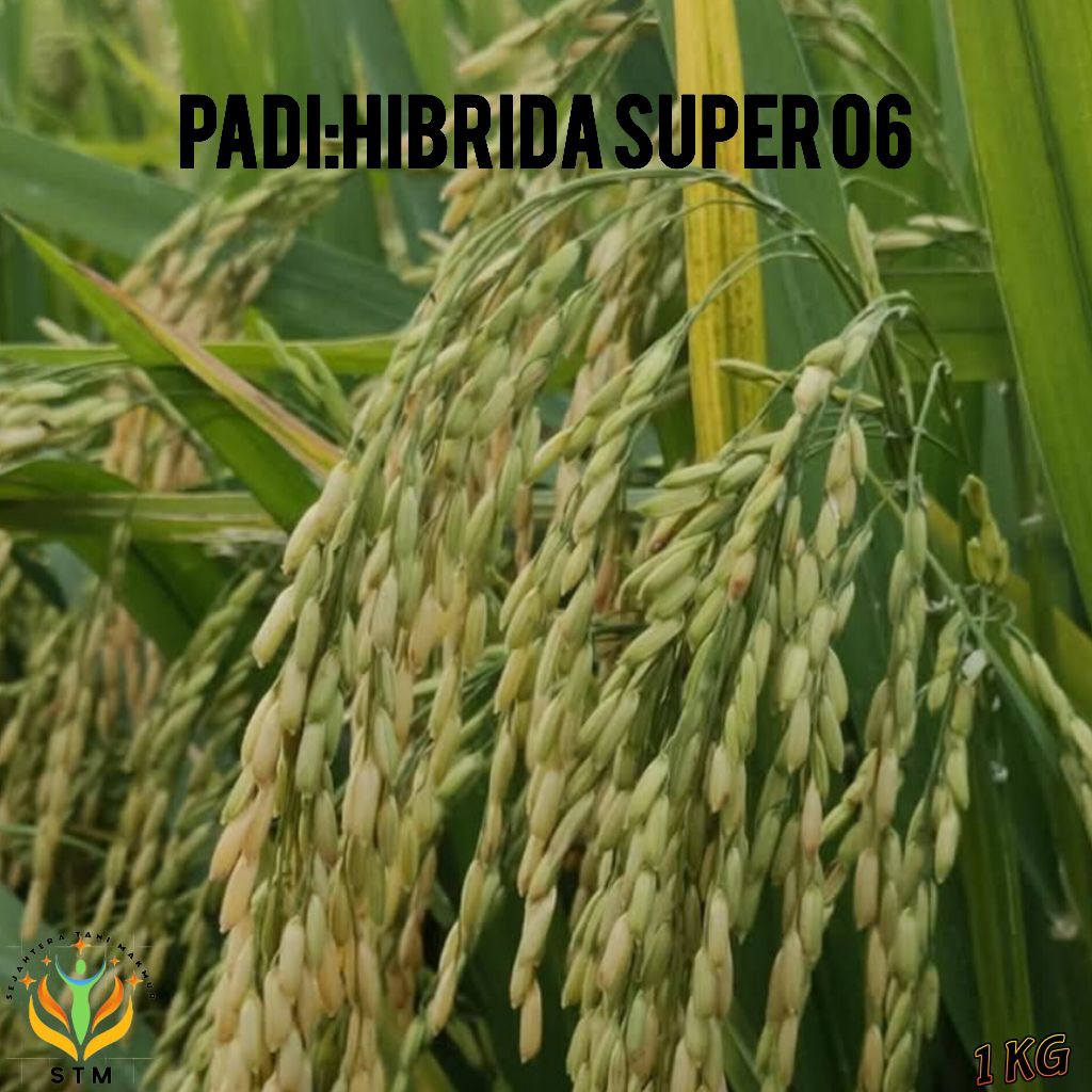 Bibit Padi Hibrida Super 06 Unggul Kemasan 1Kg