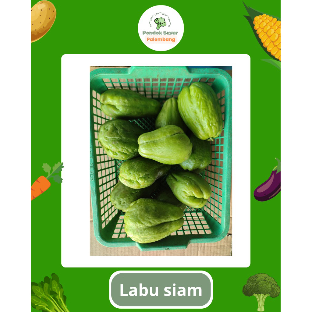 

PALEMBANG • labu siam sayur buah Palembang sayur fresh sayur labu fresh