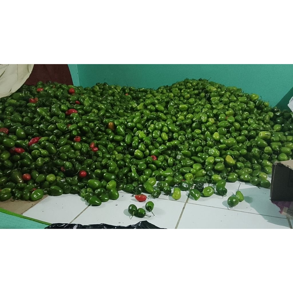 

cabe gendot segar rasa pedas yg autentik 500gr