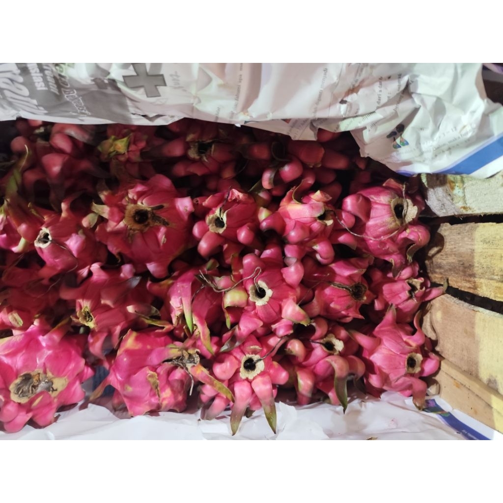 

BUAH NAGA FRESH 1KG