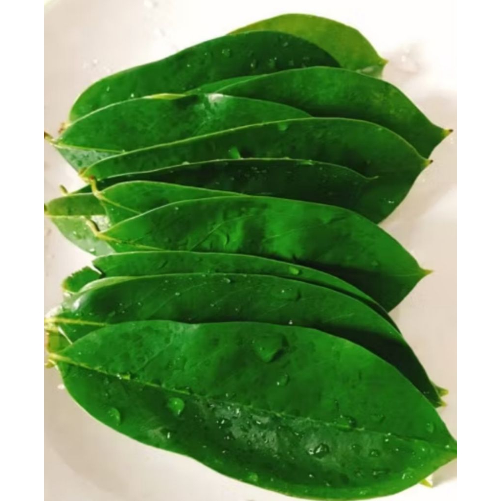 

DAUN SIRSAK 50 PCS,. Di Indonesia, daun sirsak juga dikenal dengan nama nangka sebrang, nangka landa (Jawa), nangka walanda, sirsak (Sunda), nangka buris (Madura), srikaya jawa (Bali), deureuyan belanda, durio ulondro, durian betawi, serta jambu landa.