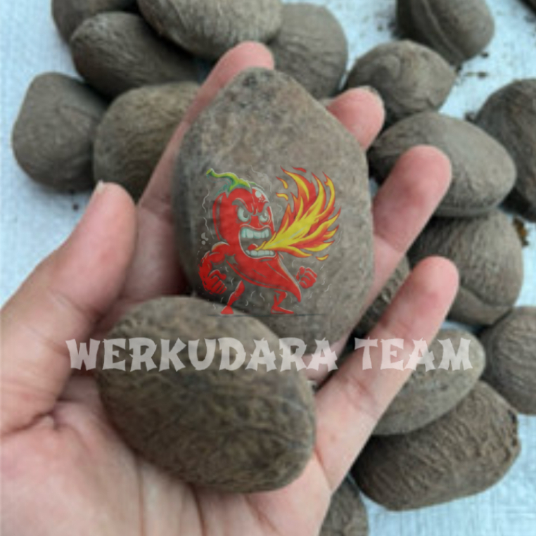 

Kluwek murah 1kg / keluwek / rempah rawon