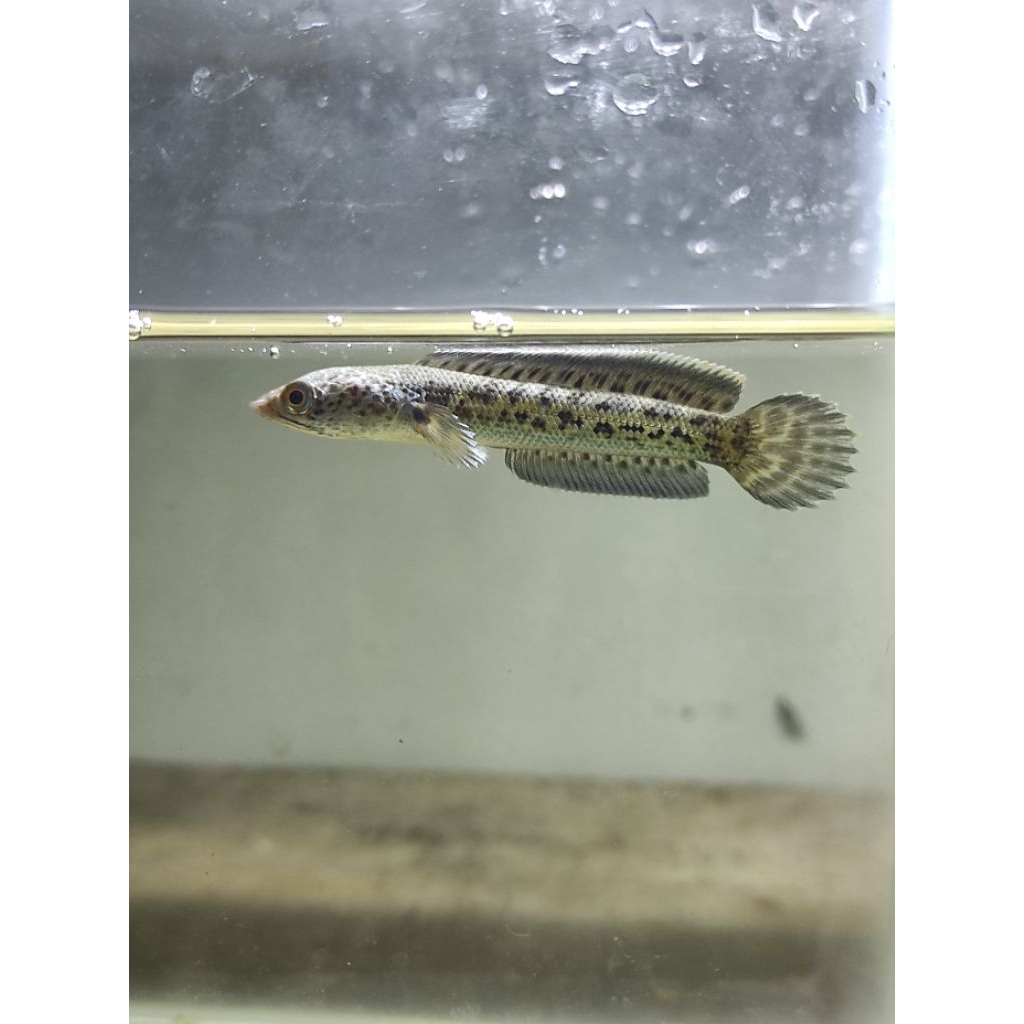 

stiker stewarti fulldot