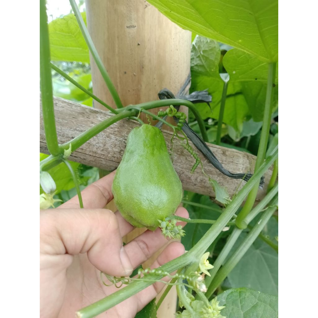 

Labu Siam baby( Acar) 1kg