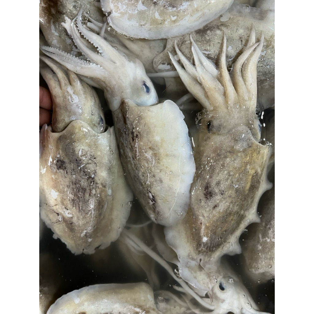 

SOTONG CUMI BLEKUTAK