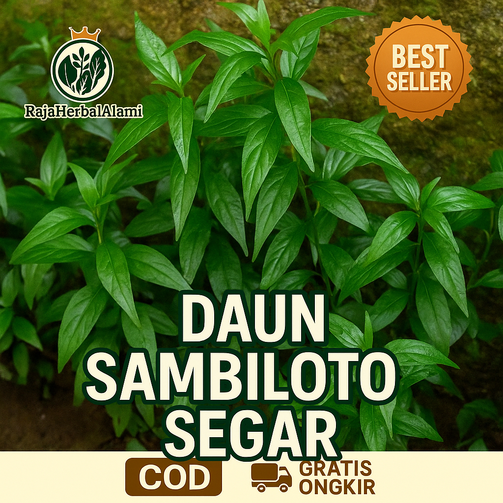 

Daun Sambiloto Segar Cocok Untuk Obat Herbal Alami Di Petik Dadakan I COD & GRATIS ONGKIR