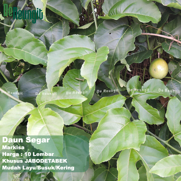 

Daun Markisa 10 Lembar Segar Ecoprint
