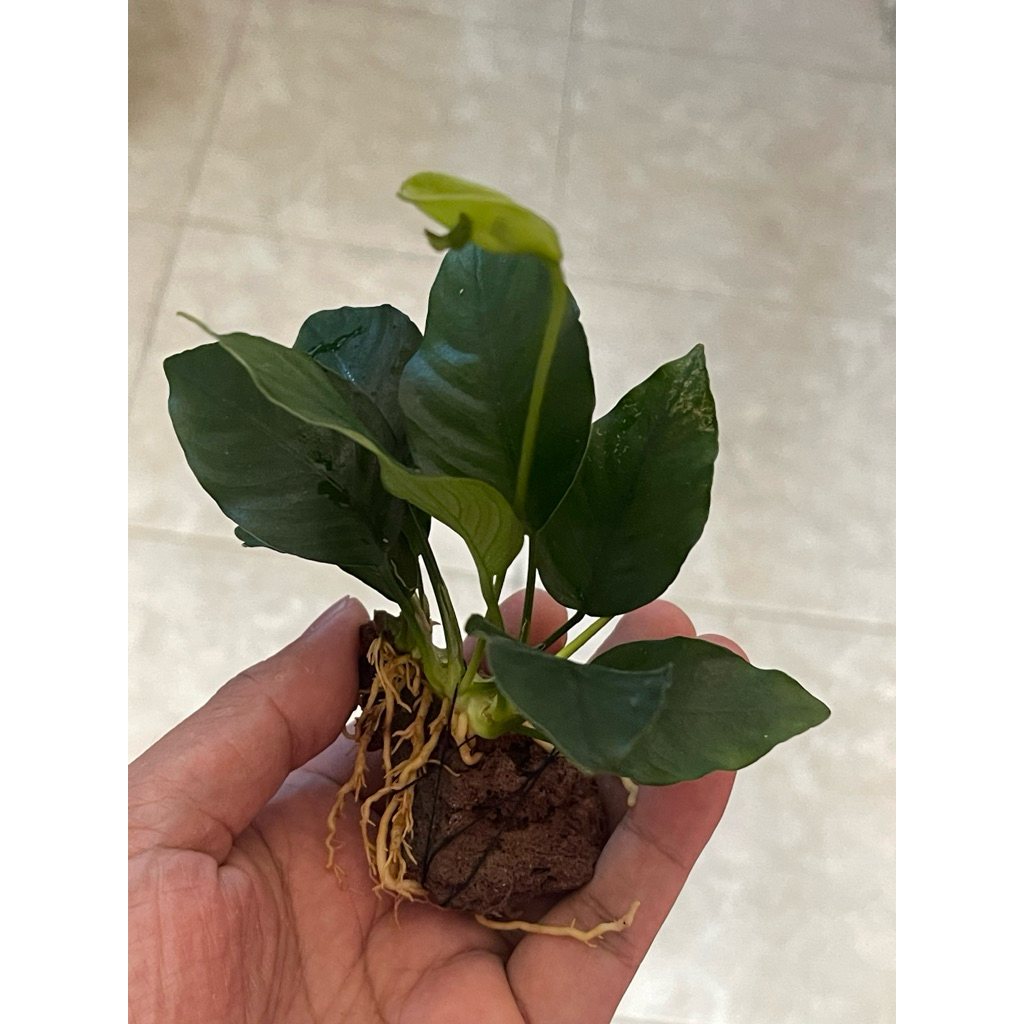 anubias nana jumbo