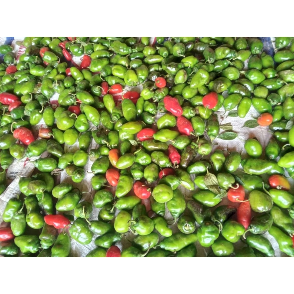 

cabai gendot 1kg