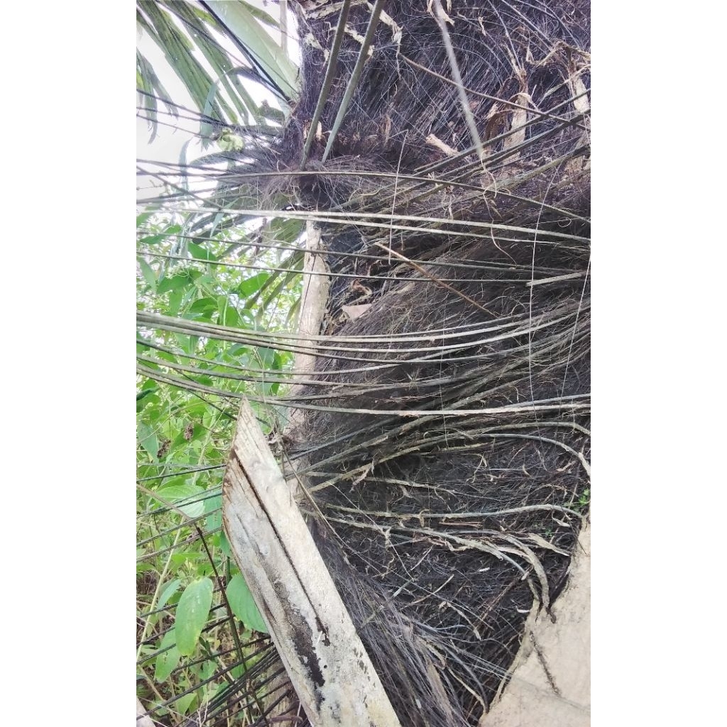 LIDI IJUK POHON AREN LIDI HARUPAT HARUPAT KAWUNG ,BUKAN LIDI DAUN PERBATANG