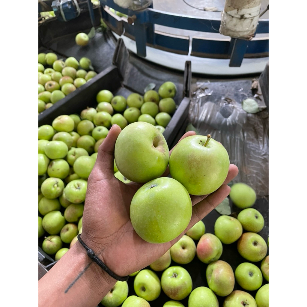 

apel malang manalagi jumbo