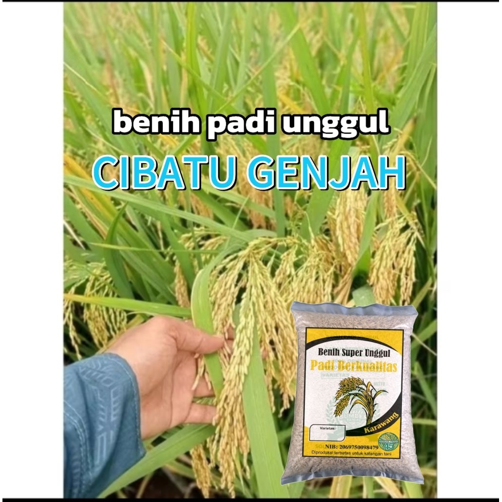 benih padi CIBATU GENJAH kualitas unggul.(5kg)