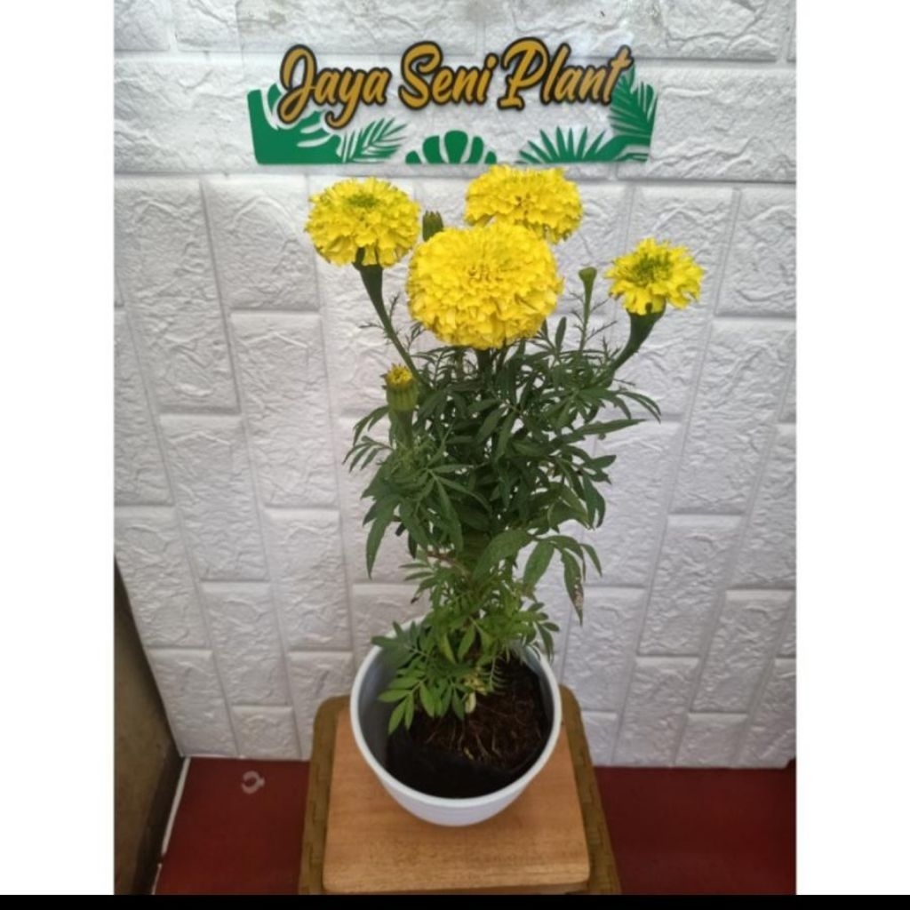 tanaman hias bunga marigold + pot putih