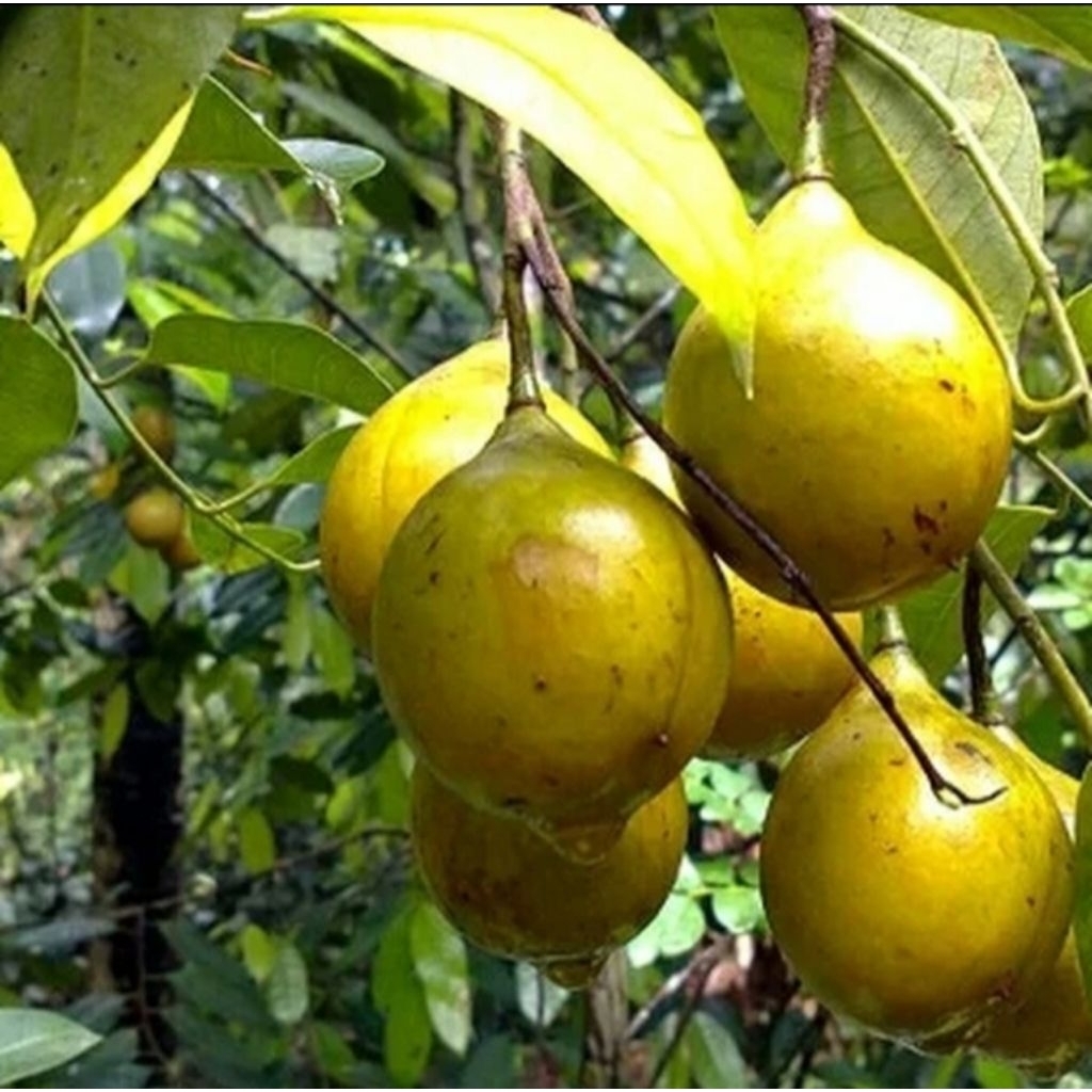 

buah pala 100 gram ready