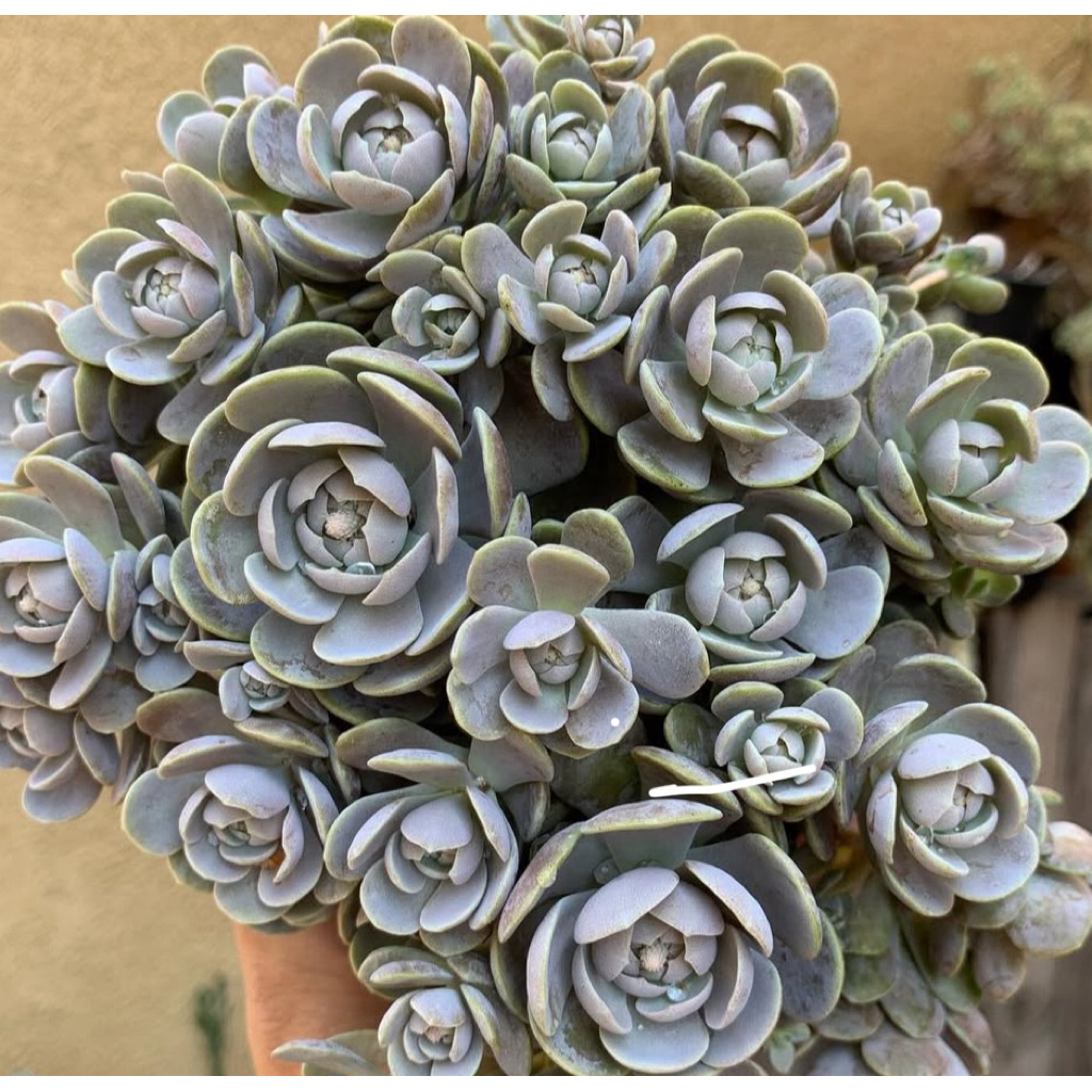 Sukulen Chinese Dunce Cap / Orostachys iwarenge