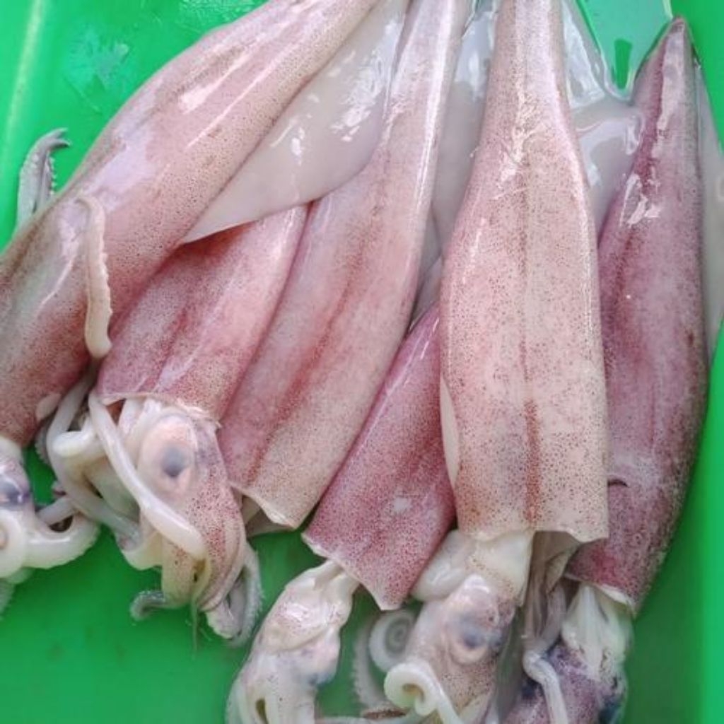 

Cumi Cendol Ukuran 6-14 Fresh