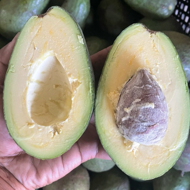 

ALPUKAT ASLI MENTEGA MINI 1KG ISI 4-5 BIJI. LANGSUNG PETANI BERGARANSI