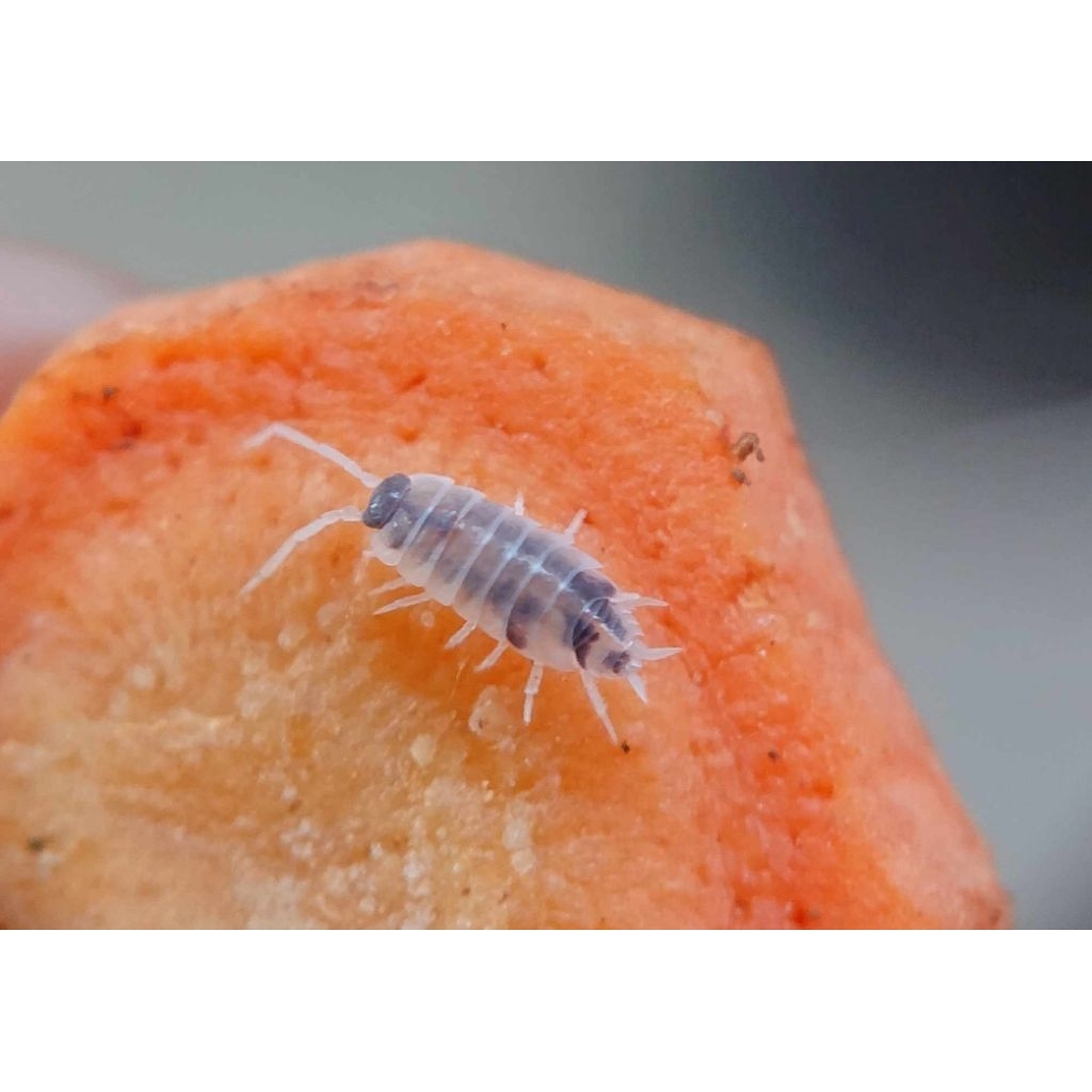 mainan Isopoda Porcellionides pruinosus "Oreo crumble_