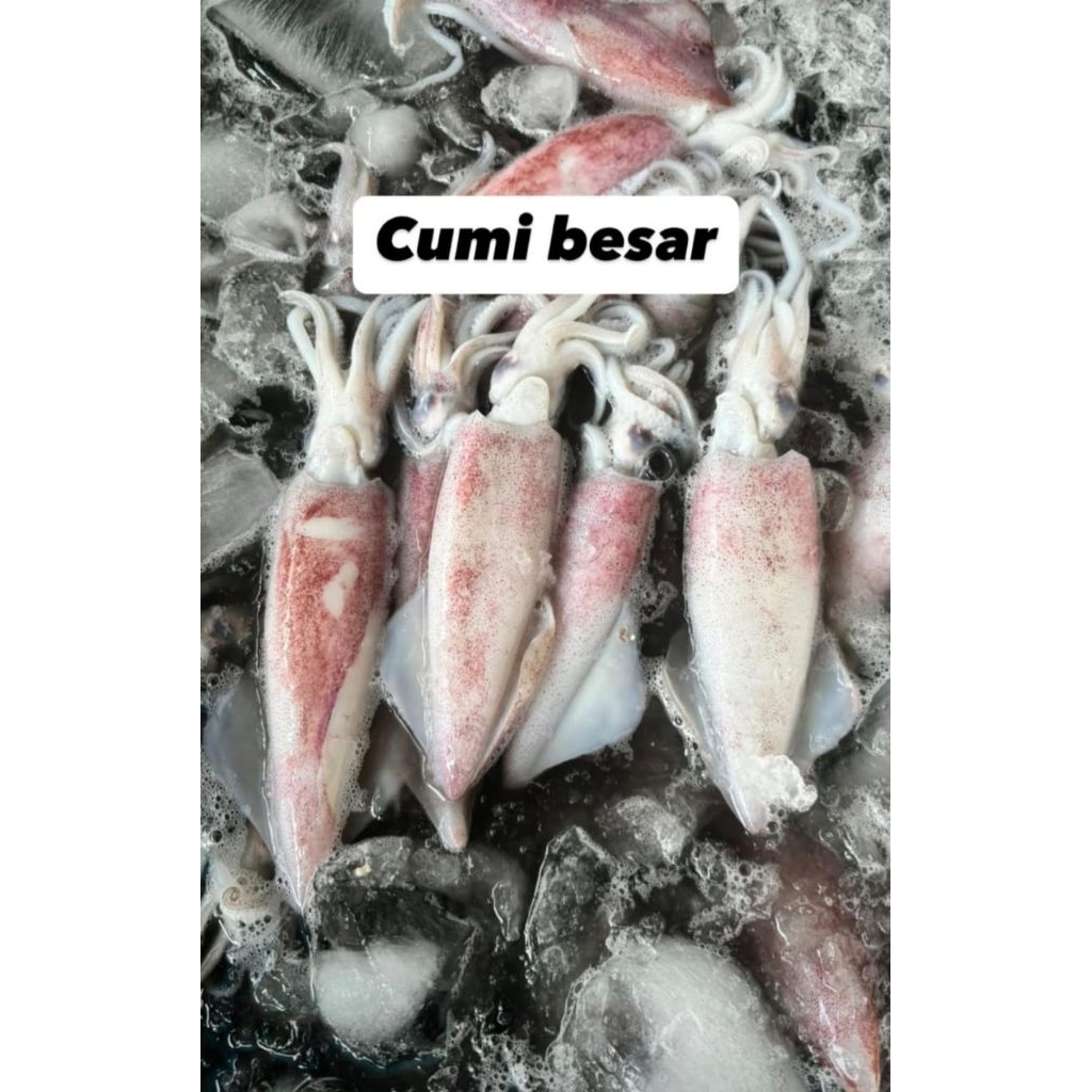 

cumi cumi fresh seafood perkilo isi 4 -5 pcs