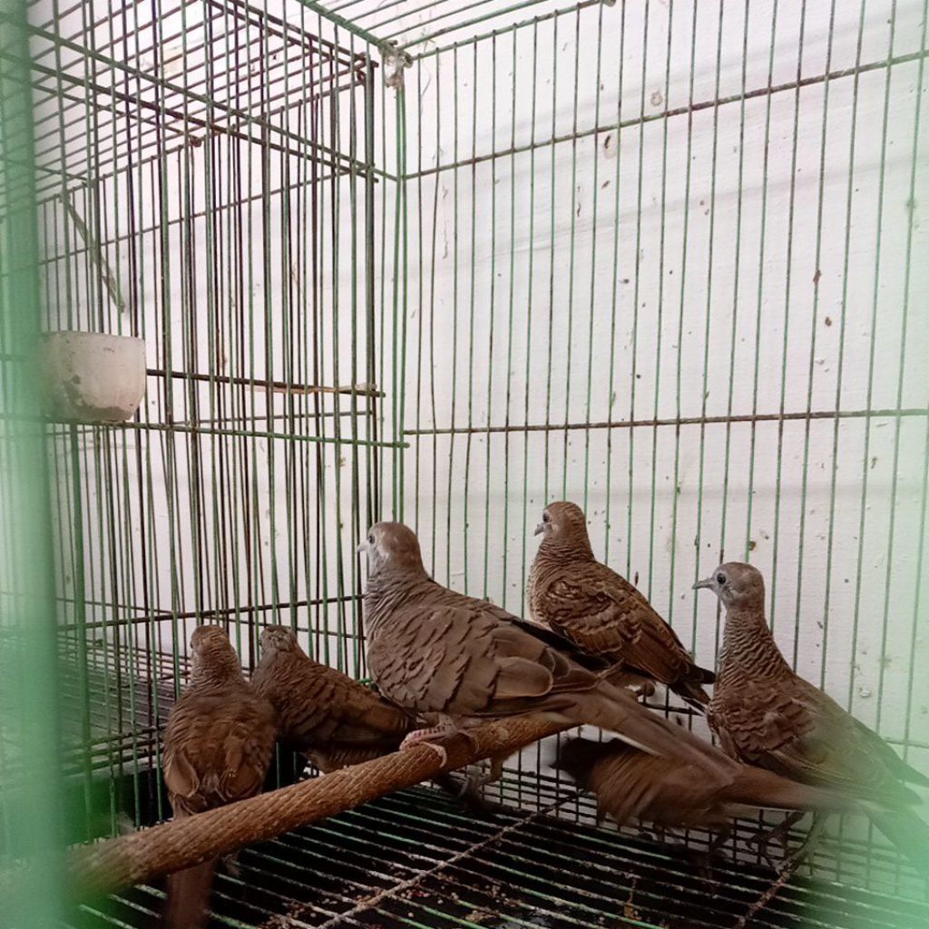 Burung Perkutut Lokal
