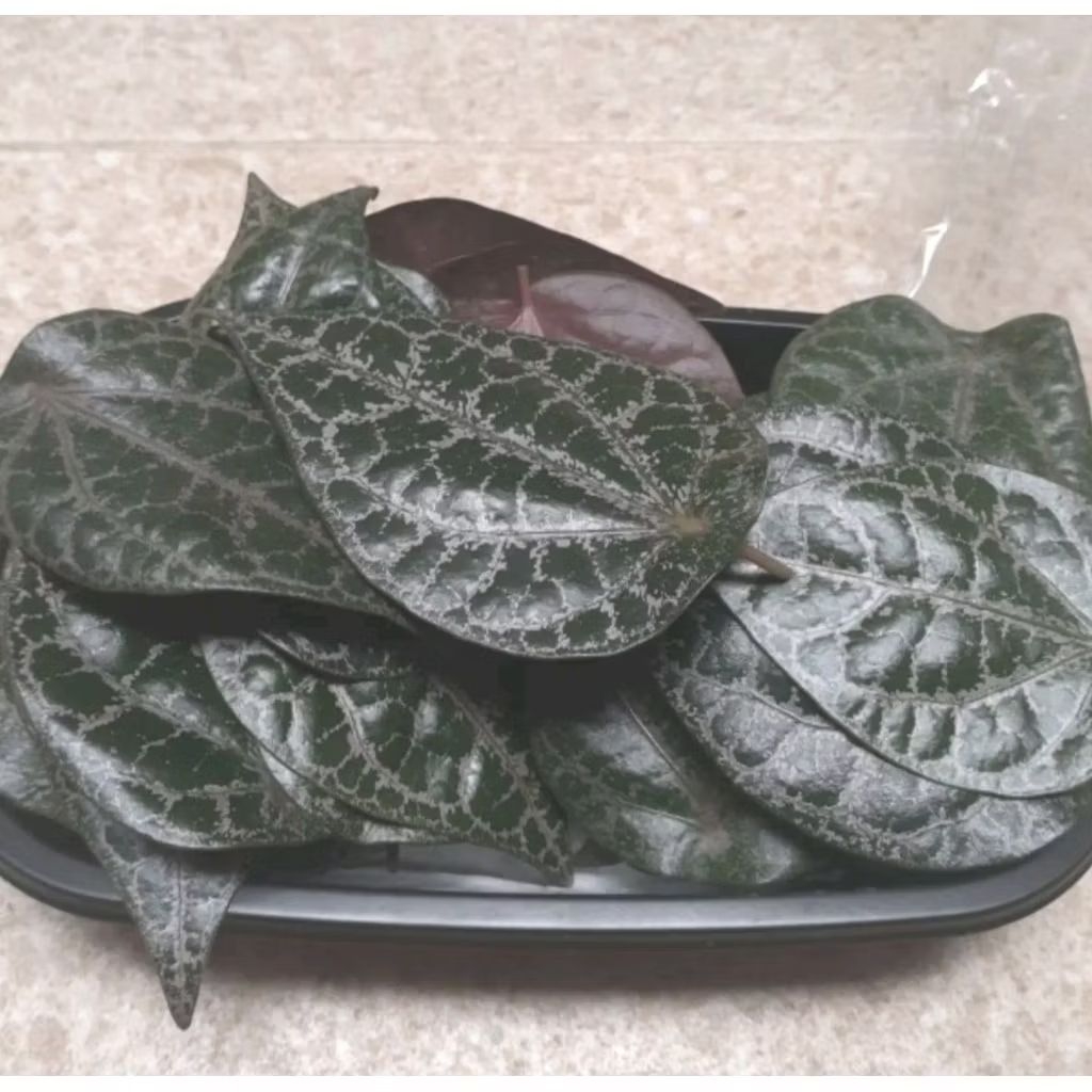 

Daun sirih merah segar 10 lembar obat herbal