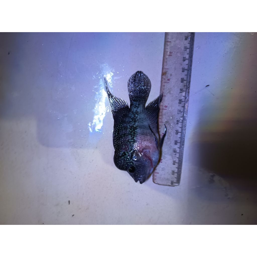 dekorasi Aquarium louhan srd jenong terlaris