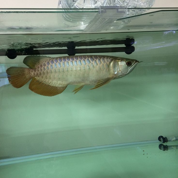 [PRE-ORDER] Ikan Arwana Golden Red – Si Raja Emas dengan Sertifikat & Chip Resmi