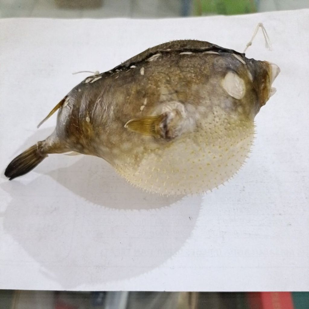 Kulit ikan buntal kering hiasan 11cm