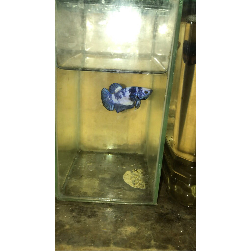 Ikan Cupang Pelakat Blue Panda Dot size S